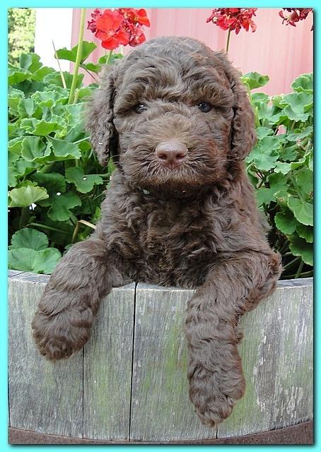 Tara Rascal puppies 5 weeks geraniums 017