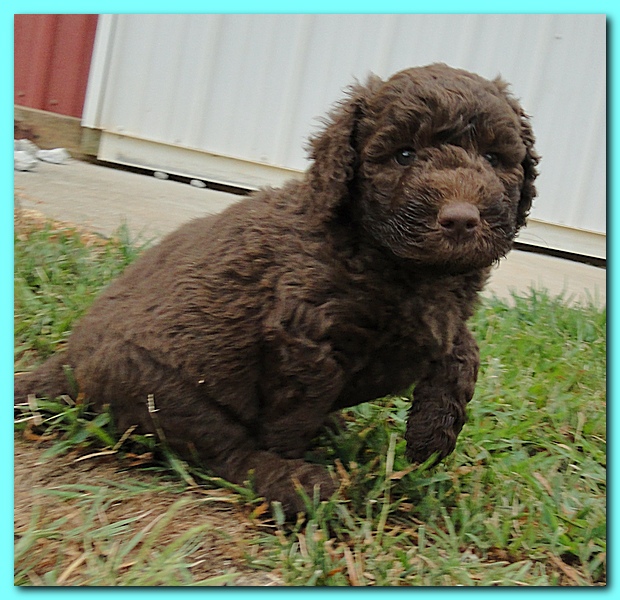 Tara Rascal puppies 5.5 weeks old 016