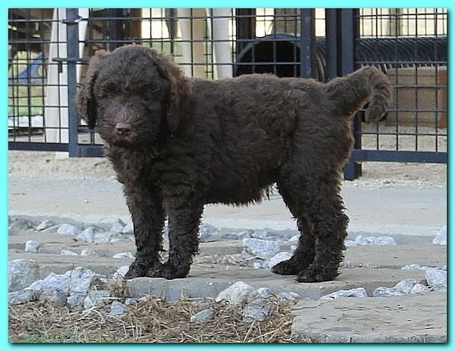 Tara Rascal puppies 6.5 weeks old early am 018