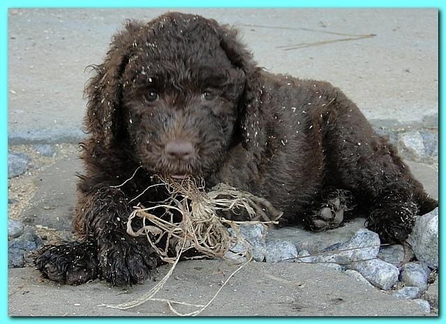 Tara Rascal puppies 6.5 weeks old early am 023