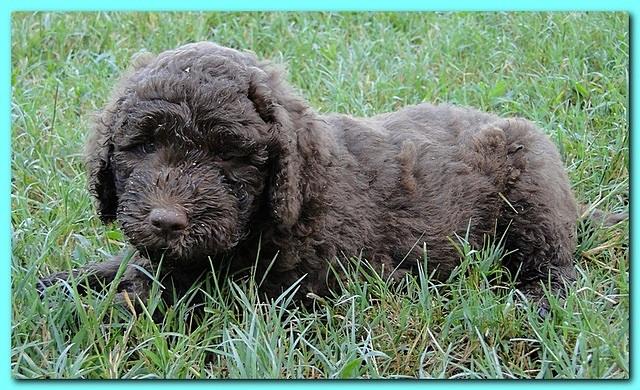 Tara Rascal puppies 6.5 weeks old early am 043