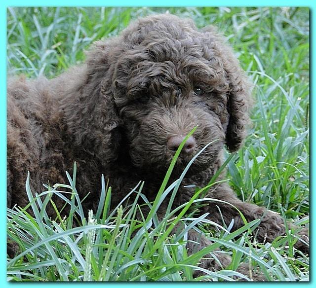 Tara Rascal puppies 7 weeks old playing 2 030