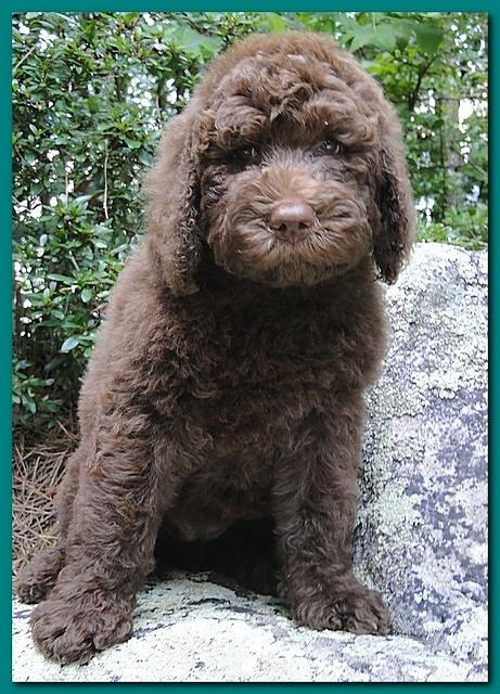 Tara Rascal puppies 8 weeks old Teal 010