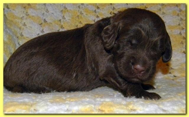 Tara Rascal puppies 2 weeks old 046