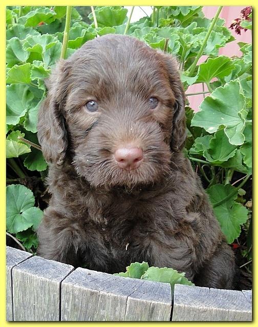 Tara Rascal puppies 5 weeks geraniums 022