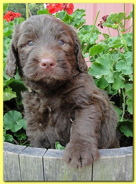 Tara Rascal puppies 5 weeks geraniums 026