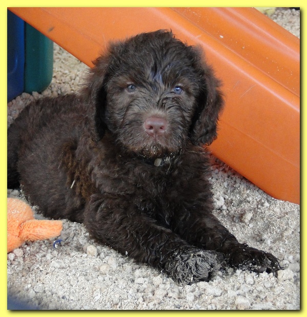 Tara Rascal puppies 6.5 weeks old early am 040