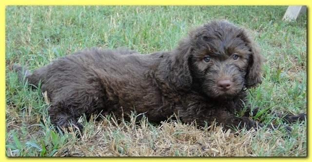 Tara Rascal puppies 7 weeks old playing 084
