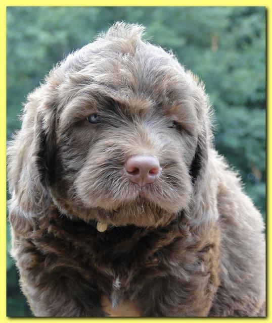 Tara Rascal puppies faces 5.8 weeks old 001