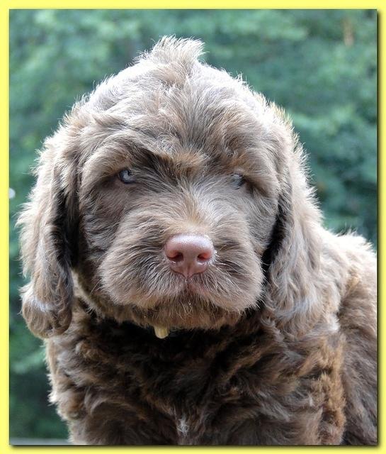 Tara Rascal puppies faces 5.8 weeks old 002