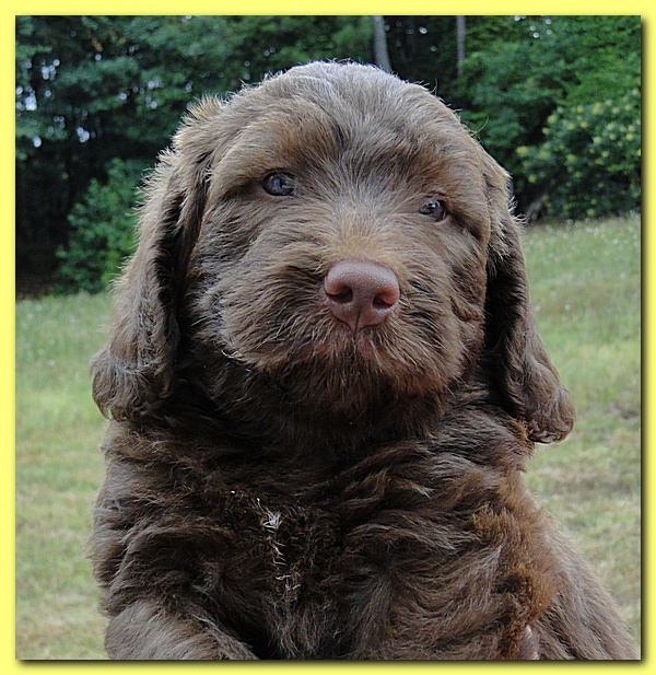 Tara Rascal puppies faces 5.8 weeks old 035