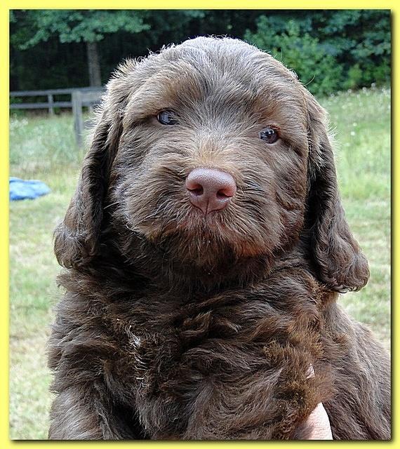 Tara Rascal puppies faces 5.8 weeks old 036