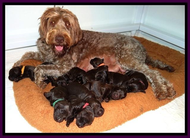 TH group 1 wk old 11