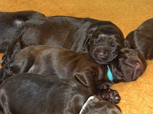 TH group 1 wk old 21