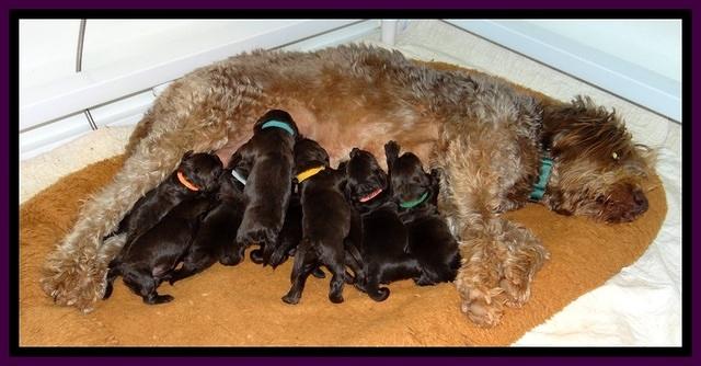 TH pups 1 wk old group