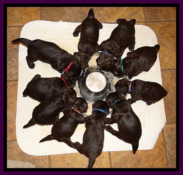 TH pups 3 wks old 1300