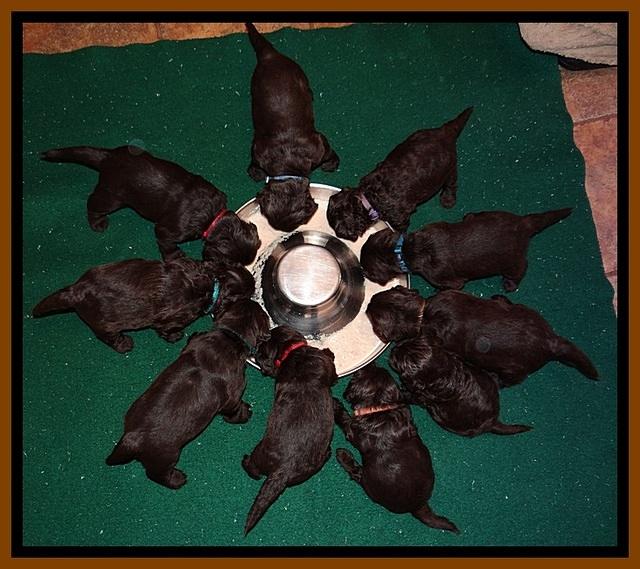 TH pups 3 wks old 2300