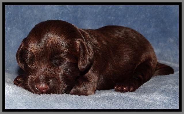 TH pups 1 wk old 212