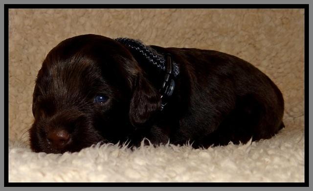 TH pups 2 wks old 331