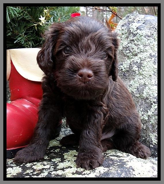 TH pups 4 wks old 311