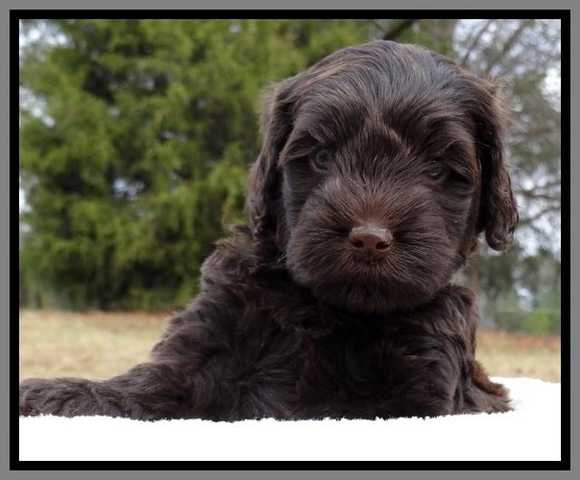 TH pups 5 weeks old 1041