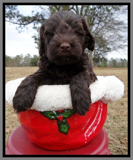 TH pups 5 weeks old 921