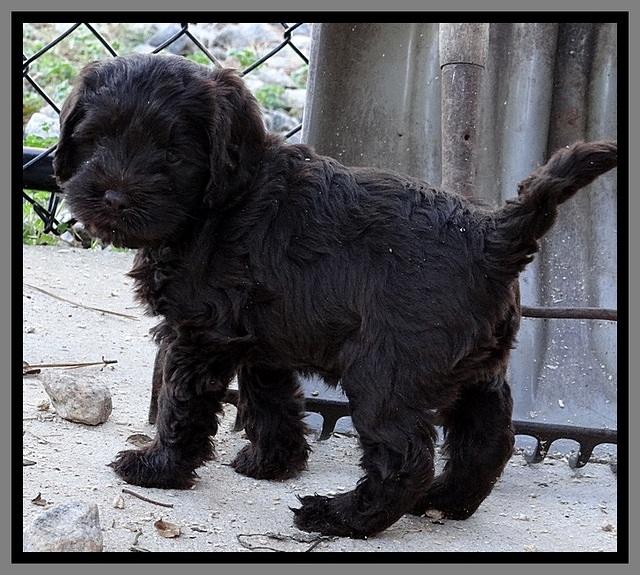 TH pups 5.5 wks old 2 3