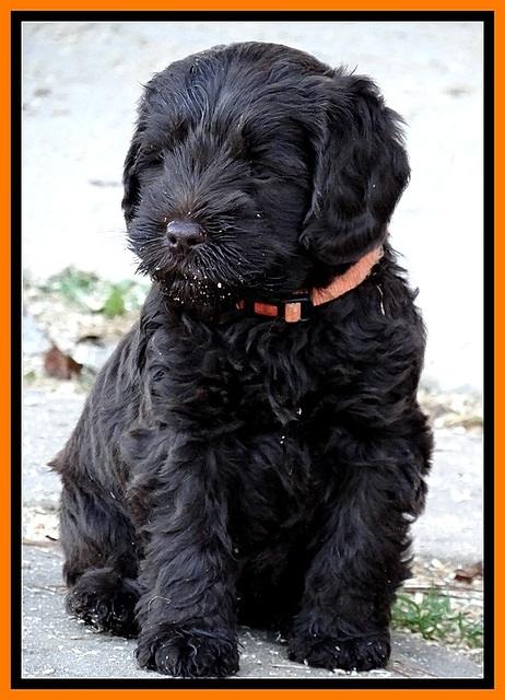 TH pups 5.5 wks old 22