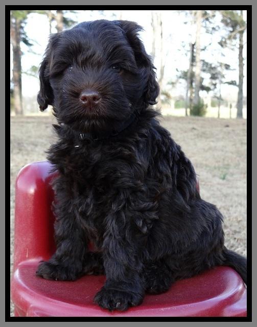 TH pups 6 wks old 211