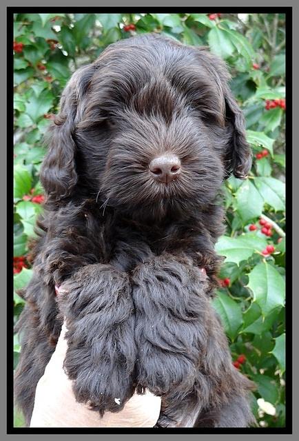 TH pups 7 weeks old 351