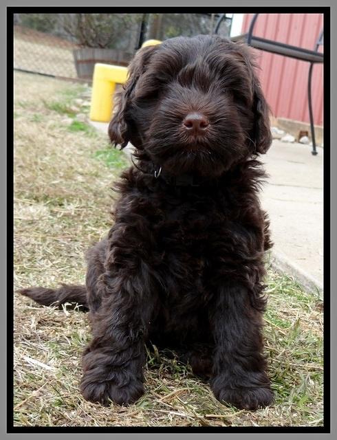 TH pups 7 weeks old 361