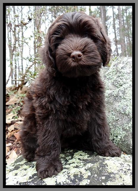 TH pups 8 wks old 61