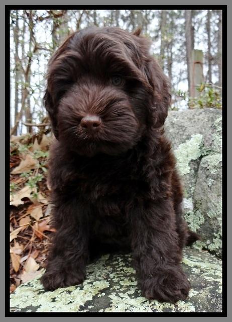 TH pups 8 wks old 71