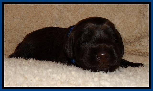 TH pups 2 wks old 51