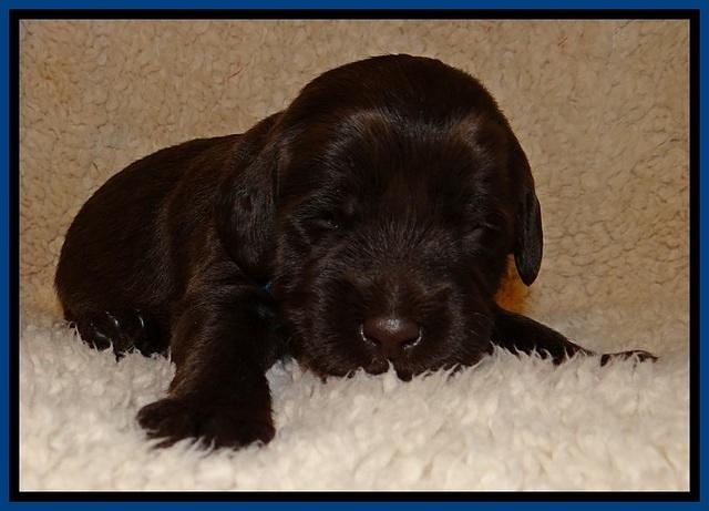 TH pups 2 wks old 71