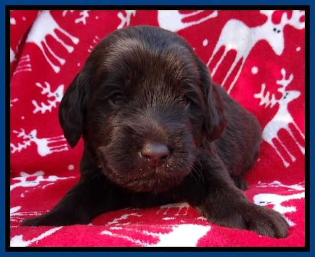 TH pups 3 wks old 61