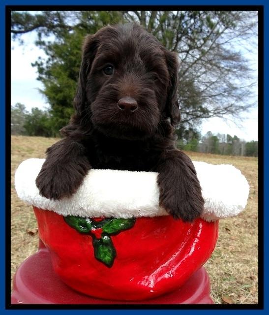 TH pups 5 weeks old 841