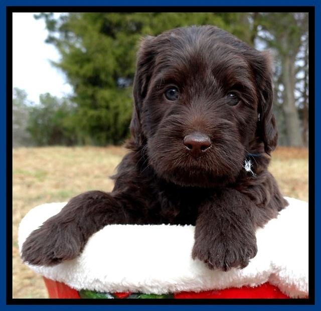 TH pups 5 weeks old 891