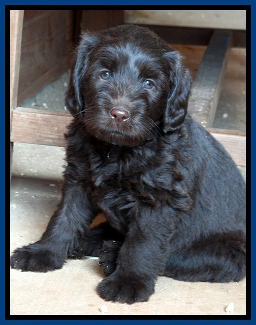 TH pups 5.5 wks old 142