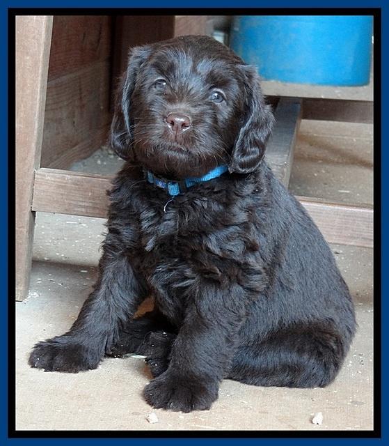 TH pups 5.5 wks old 152