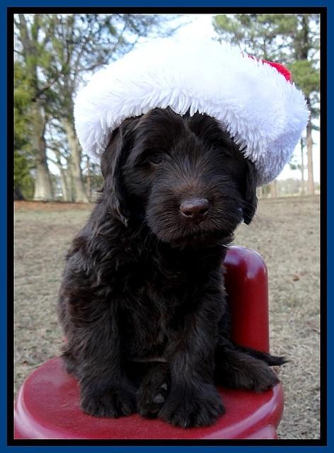 TH pups 6 wks old 41