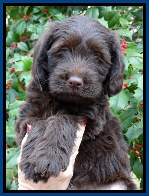 TH pups 7 weeks old 411