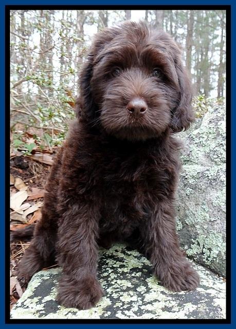 TH pups 8 wks old 42