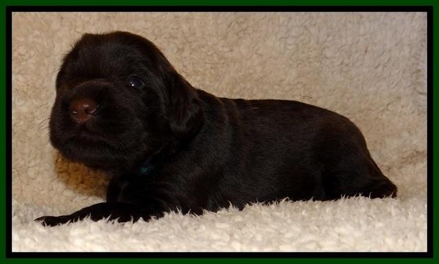 TH pups 2 wks old 181