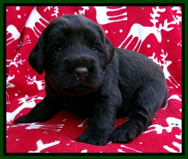 TH pups 3 wks old 211