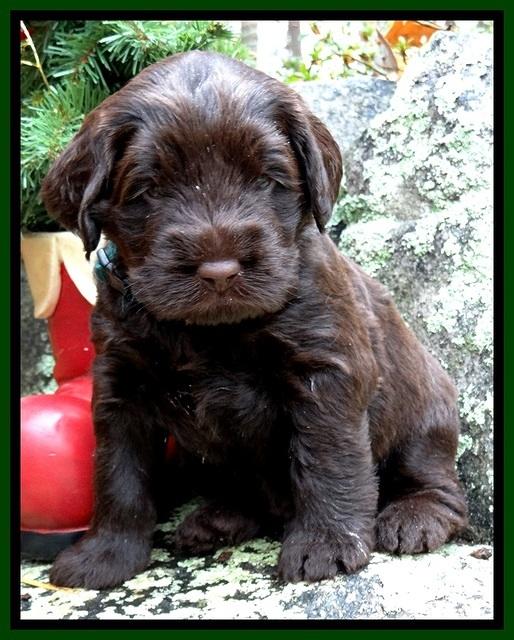 TH pups 4 wks old 231