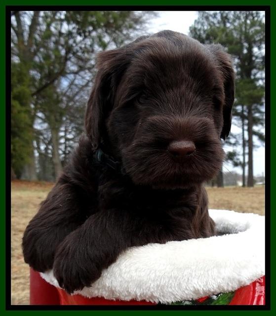 TH pups 5 weeks old 811