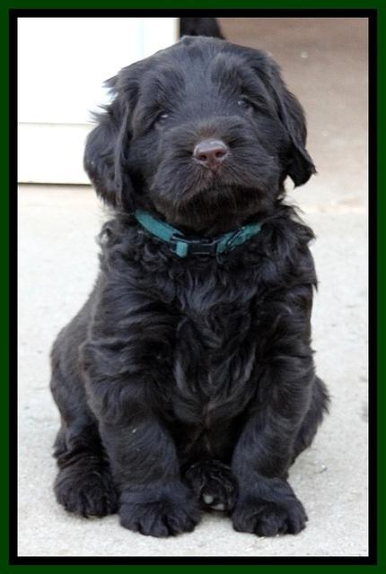 TH pups 5.5 wks old 61