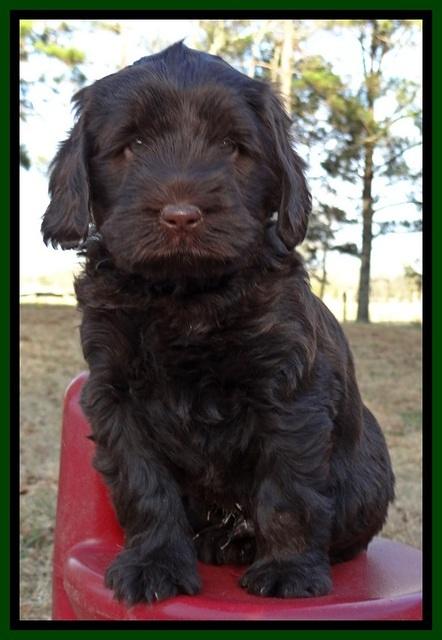 TH pups 6 wks old 291