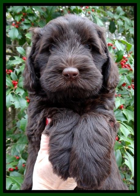 TH pups 7 weeks old 111